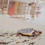 Siete ejemplares de tortuga marina vuelven al mar en Dénia