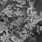 Usan nanoflores de óxido de hierro para eliminar microplásticos