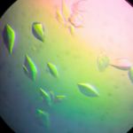 Descubren una proteína que detiene el daño del ADN