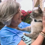 Un gato se pierde durante las vacaciones y recorre 1.500km para volver a casa