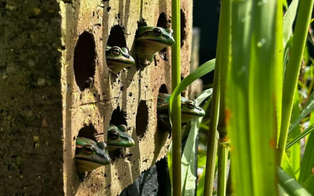Pequeñas saunas ayudan a las ranas a combatir el hongo quitridio