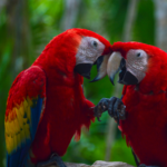 Este método poco común está salvando crías de loro de la extinción