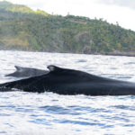 República Dominicana mantiene un estricto cuidado de las ballenas jorobadas