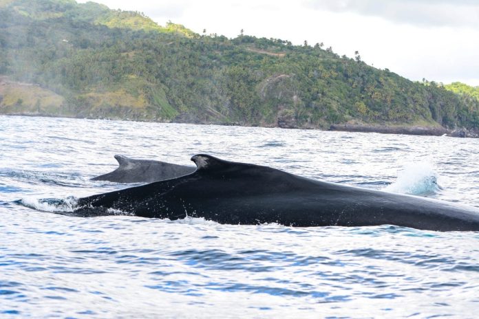 República Dominicana mantiene un estricto cuidado de las ballenas jorobadas