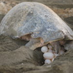 Los nidos de tortuga marina en Grecia alcanzan cifras récord