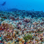 Descubren el coral más grande del mundo en las Islas Salomón