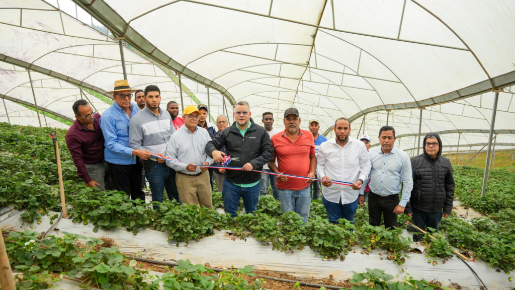 FEDA impulsa la producción de fresas en Jarabacoa con financiamiento de 10 millones de pesos