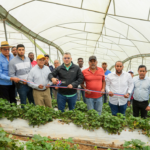 FEDA impulsa la producción de fresas en Jarabacoa con financiamiento de 10 millones de pesos
