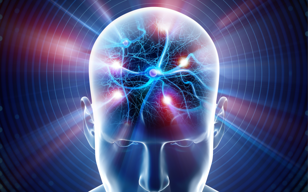 Descubren cómo la generación de nuevas células cerebrales mejora el aprendizaje verbal
