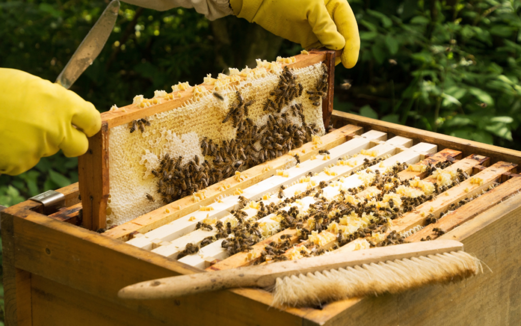 Abejas ayudan a resolver el conflicto entre elefantes y humanos en Kenia