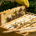 Abejas ayudan a resolver el conflicto entre elefantes y humanos en Kenia