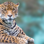 La población de leopardos se triplica en la mayor área de conservación del mundo