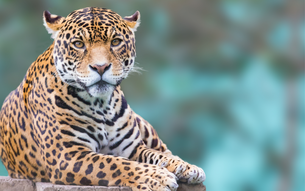 La población de leopardos se triplica en la mayor área de conservación del mundo