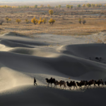China completa un cinturón verde de 3.000 km alrededor de su mayor desierto