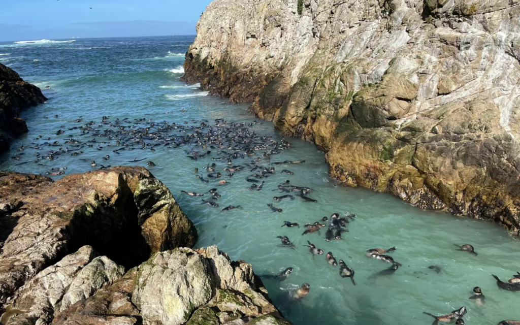 Los lobos marinos regresan a las islas de California después de 150 años