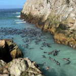 Los lobos marinos regresan a las islas de California después de 150 años