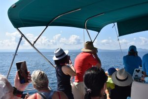 observación de ballenas en Samaná