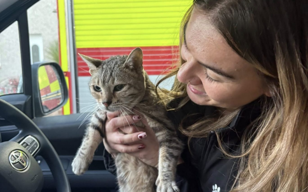 Una gata llamada Cleo es rescatada tras cinco días atrapada bajo tierra