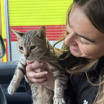 Una gata llamada Cleo es rescatada tras cinco días atrapada bajo tierra