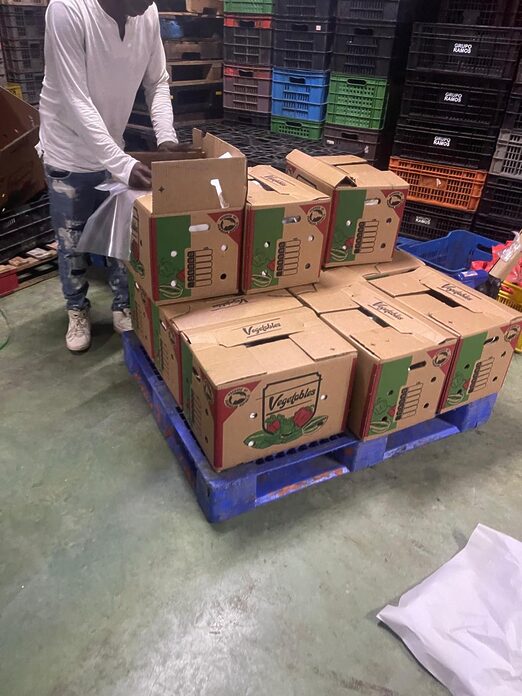 CODOPESCA Decomisa 259 Libras de Tortuga Tinglar que Iban a Ser Exportadas Ilegalmente como Tilapia y Bacalao