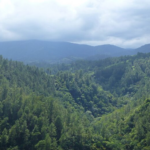 Día Internacional de los Bosques: un llamado urgente a proteger los pulmones del planeta