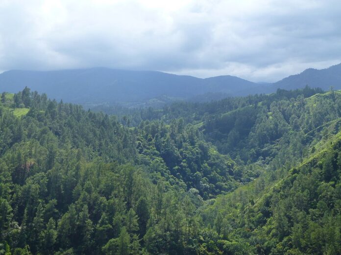 Día Internacional de los Bosques: un llamado urgente a proteger los pulmones del planeta