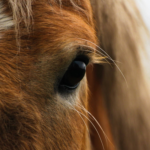 Un tratamiento para caballos podría llevar a una terapia para la ceguera