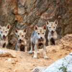 Nacen ocho cachorros de lobo gris indio, especie en peligro de extinción