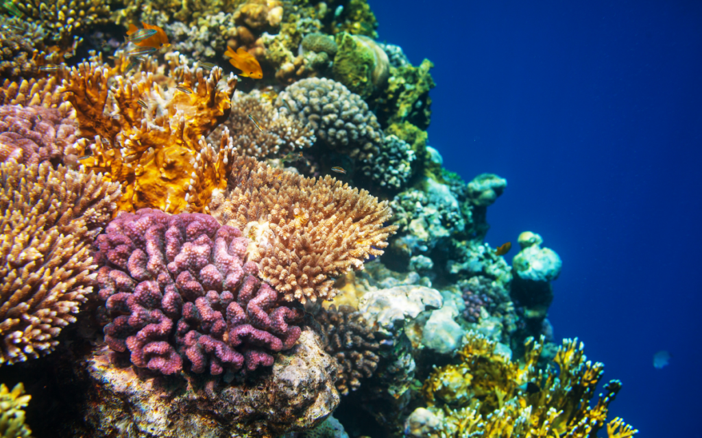 Nueva tecnología para acelerar la restauración de los arrecifes de coral