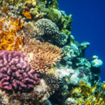 Nueva tecnología para acelerar la restauración de los arrecifes de coral