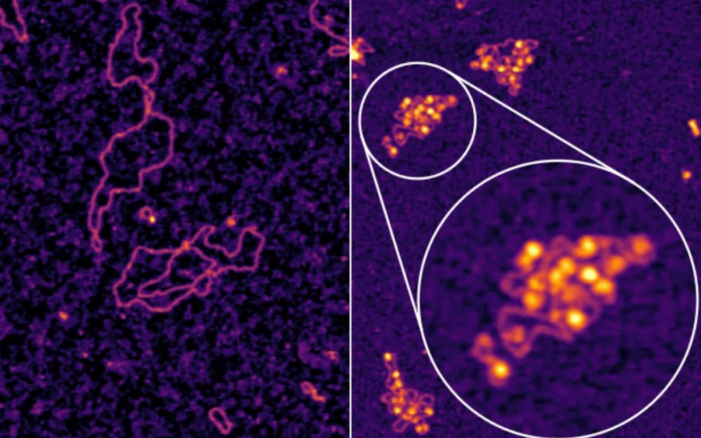 Investigación sobre la hepatitis B descubre una posible terapia