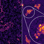 Investigación sobre la hepatitis B descubre una posible terapia