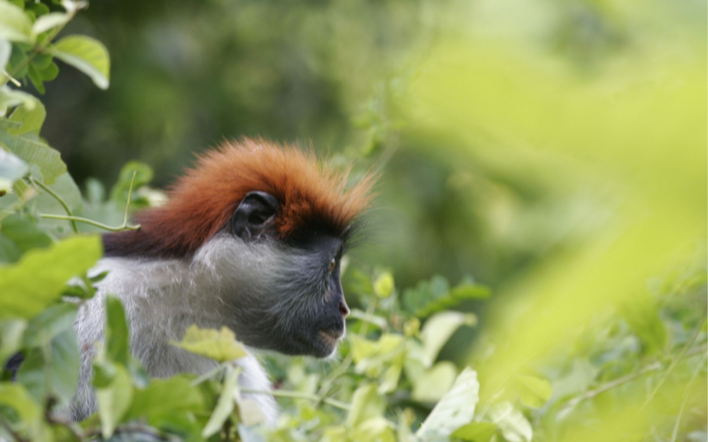 Nueva estrategia para proteger la biodiversidad de Tanzania