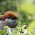 Nueva estrategia para proteger la biodiversidad de Tanzania