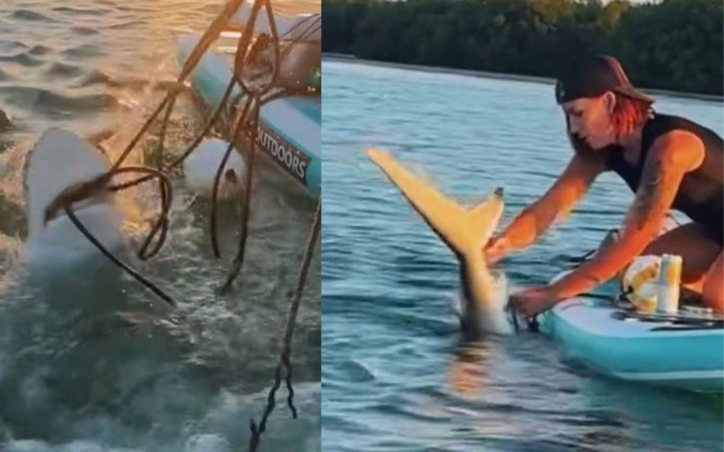 Rescata a un tiburón enredado en sedal con sus propias manos