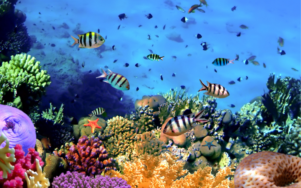 Una tinta multiplica la producción de los arrecifes de coral