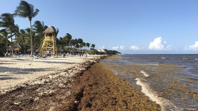 El sargazo, una amenaza recurrente para el Caribe y la economía dominicana