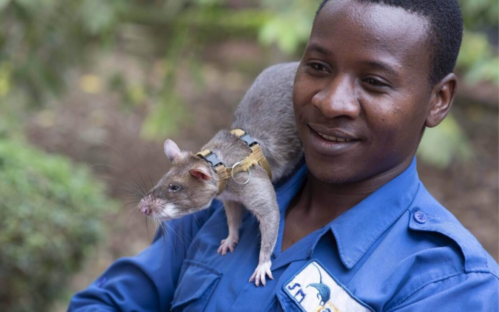 Ratas gigantes entrenadas para detectar tuberculosis en África