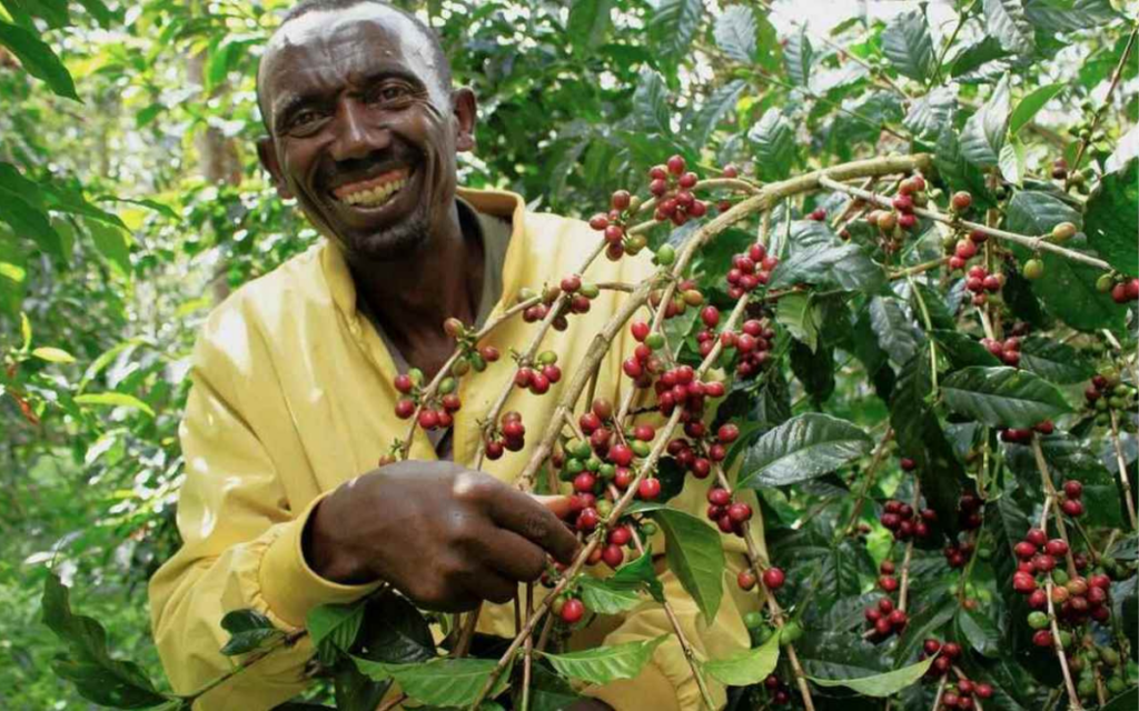Gran éxito de proyecto de agricultura sostenible entre caficultores etíopes