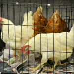 ADA garantiza disponibilidad de 7 millones de libras pollo congelado a RD$60 a disposición del mercado nacional