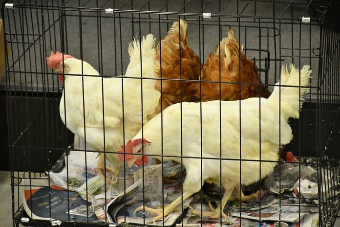 ADA garantiza disponibilidad de 7 millones de libras pollo congelado a RD$60 a disposición del mercado nacional