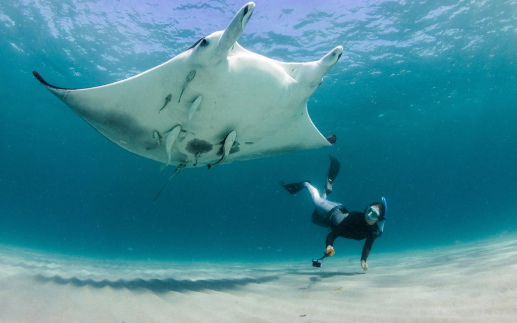 Identifican nueva especie de manta raya, la tercera conocida en el mundo