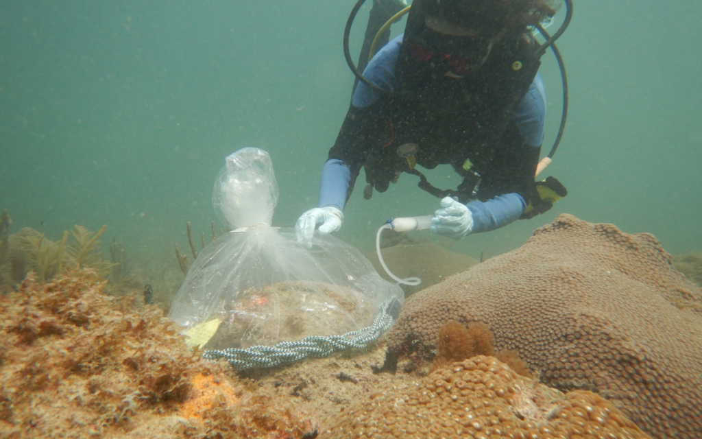 Probiótico frena la propagación de enfermedades en arrecifes de coral