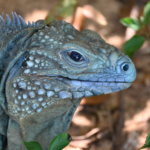 El dragón azul de las Caimán regresa de la extinción