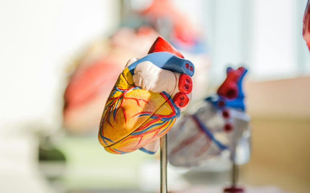 Una terapia basada en ARNm estimula la regeneración muscular tras un infarto