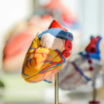 Una terapia basada en ARNm estimula la regeneración muscular tras un infarto