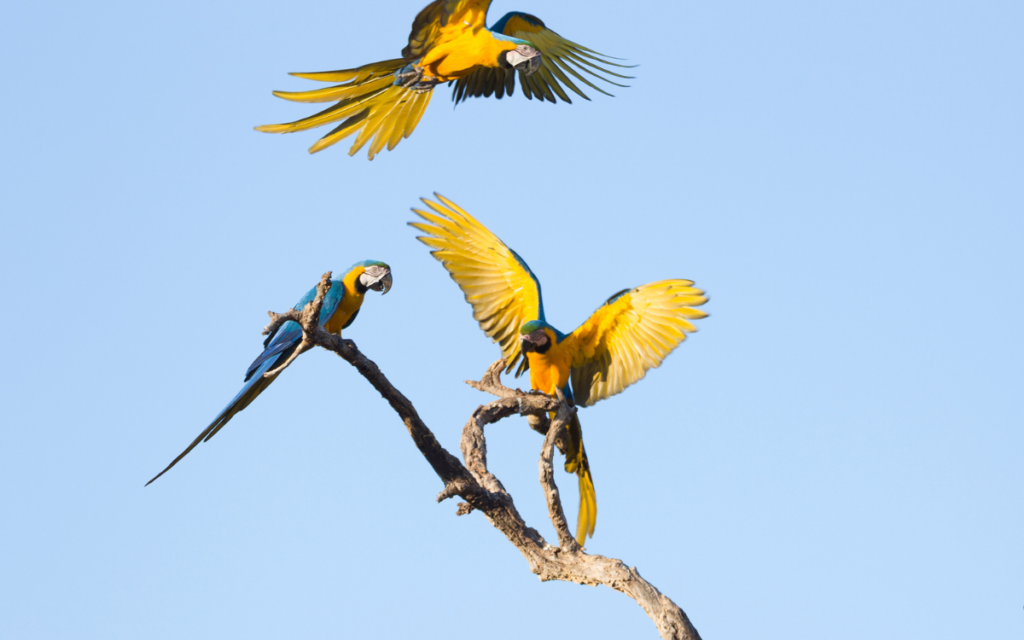 Guacamayos azules y amarillos regresan a los cielos de São Paulo