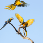 Guacamayos azules y amarillos regresan a los cielos de São Paulo