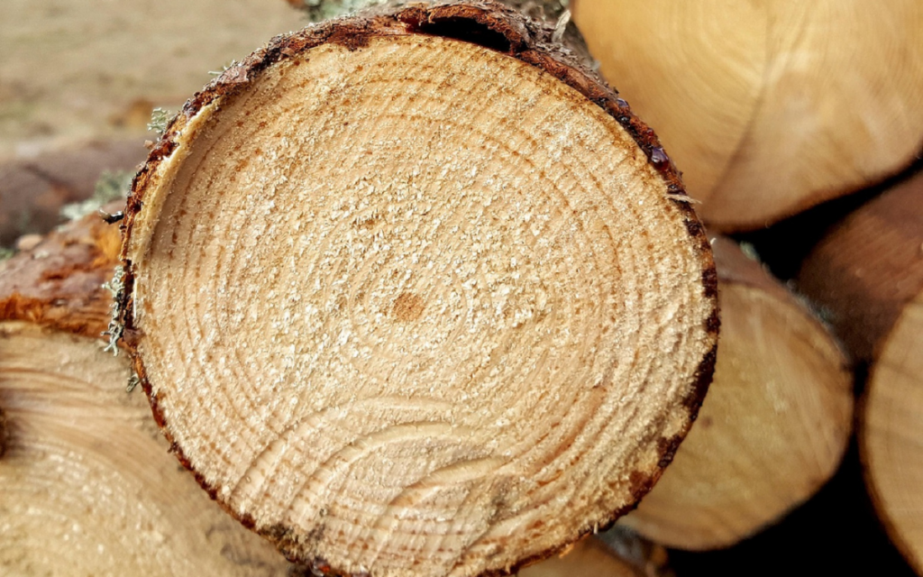 Crean una supermadera más resistente y ecológica que el acero