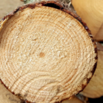 Crean una supermadera más resistente y ecológica que el acero